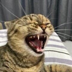 vinipw